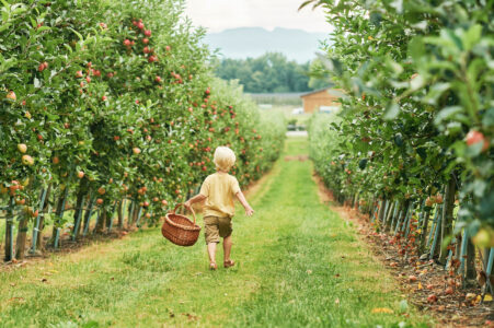 Fruit Tree Planting Tips Image